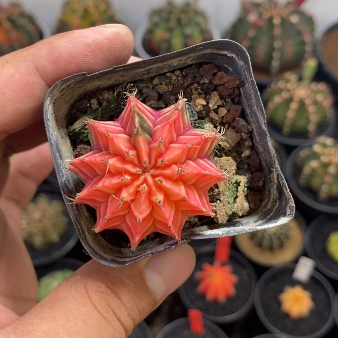 红****?精品米哈——脱土发货