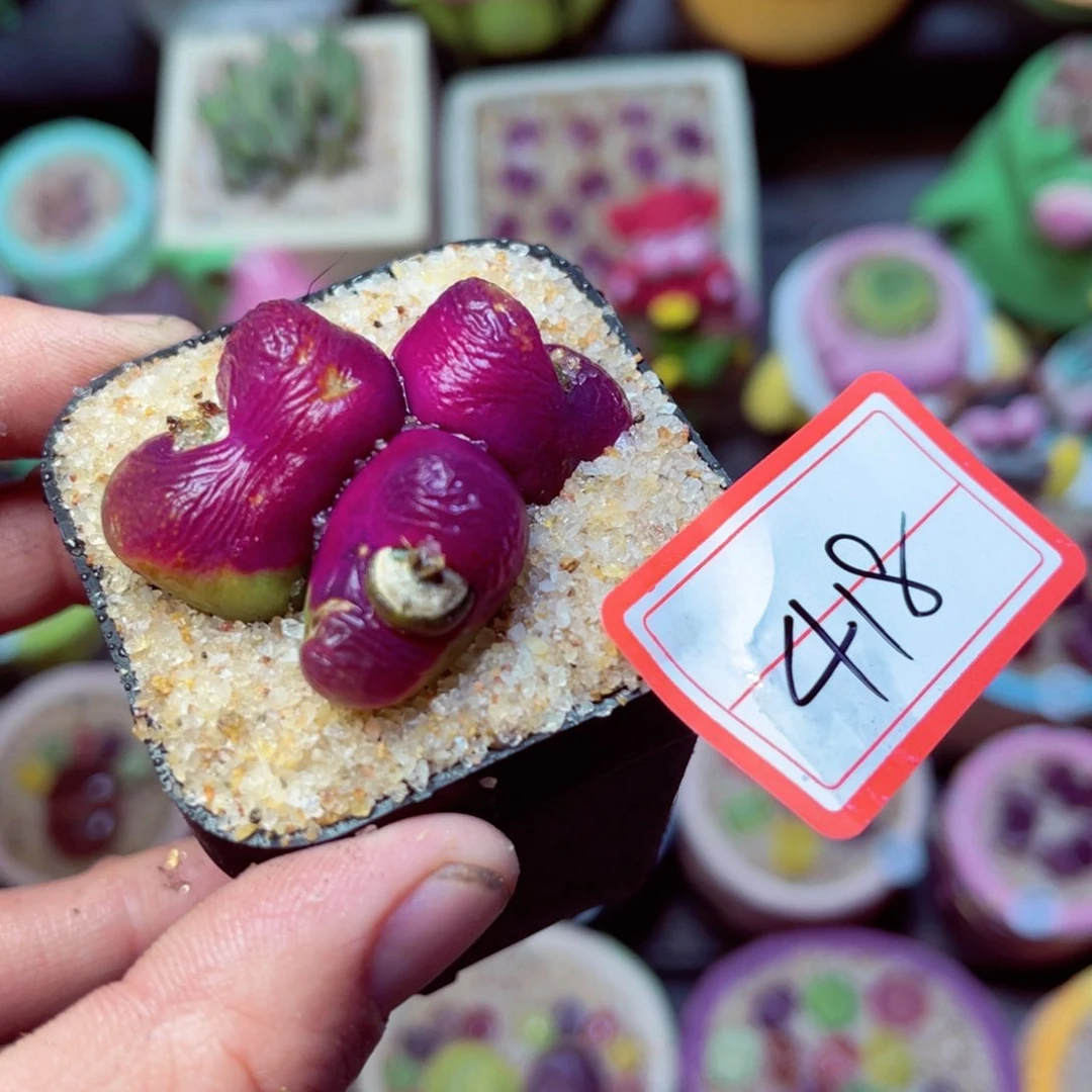 418生石花带盆发