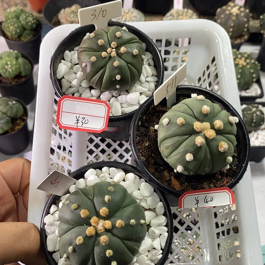 五棱附棱兜3颗组合