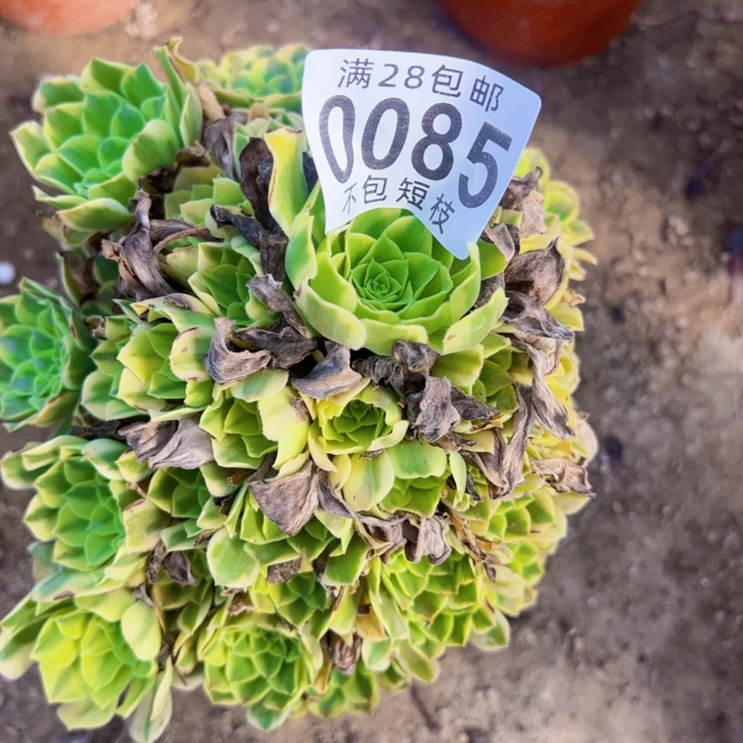 0085金丝翡翠多肉植物