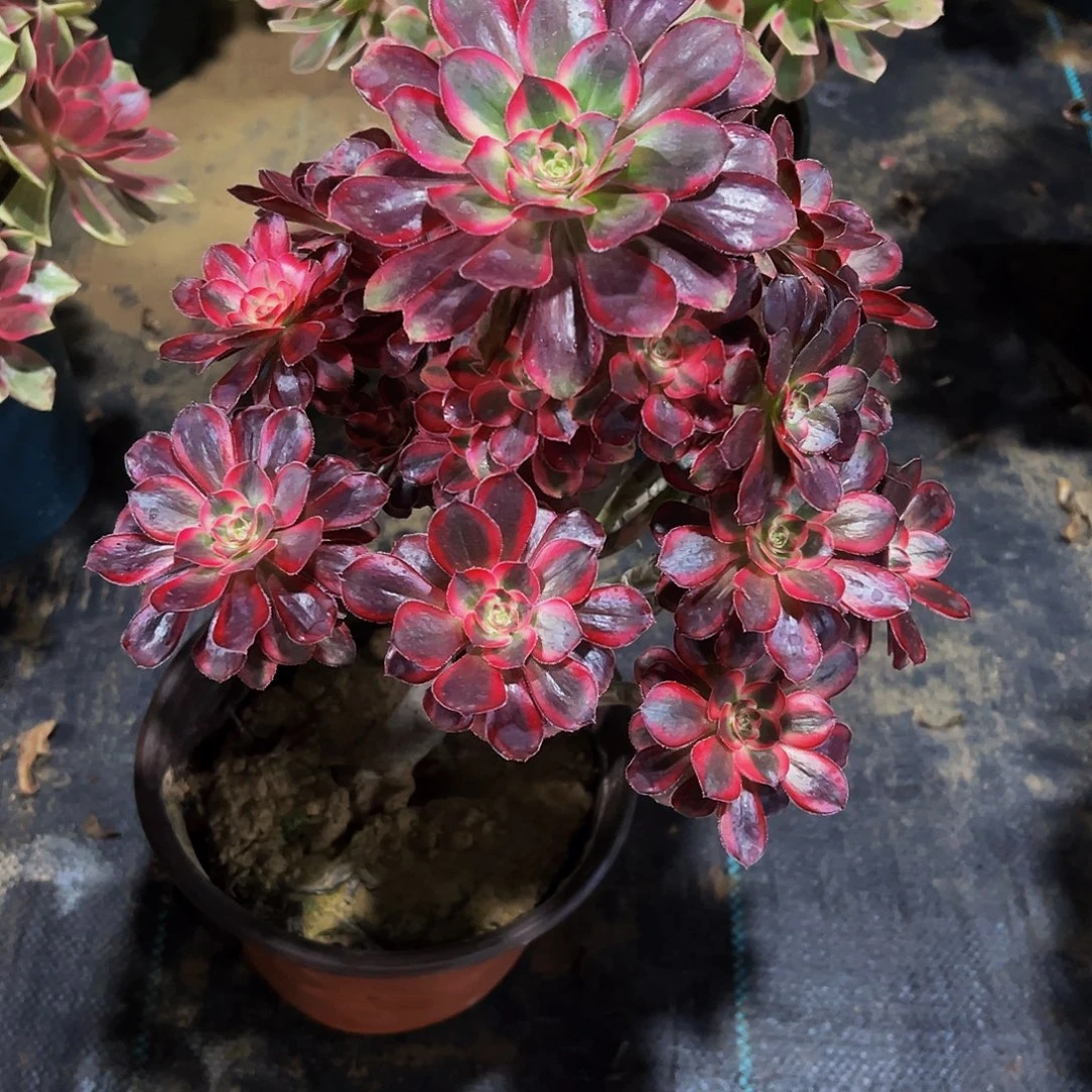 老庄香奈儿法师45.8