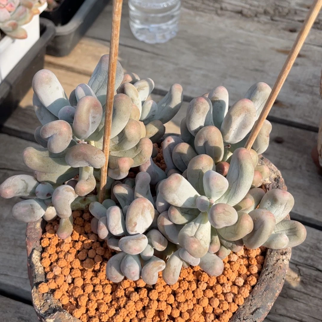 欧**荆米可奶群生无砍无摘280