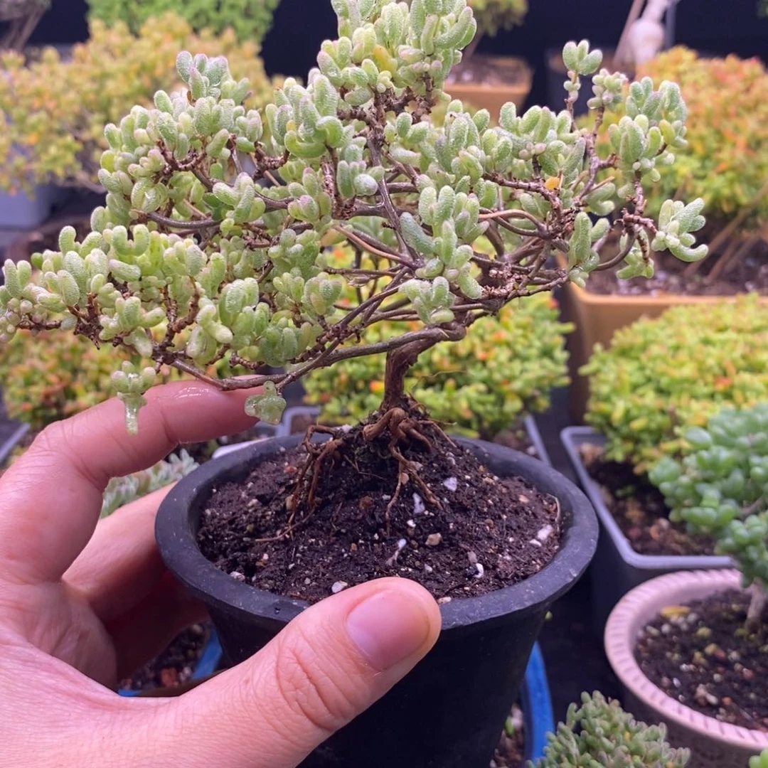 幼****子381糖球白虎斑造型。