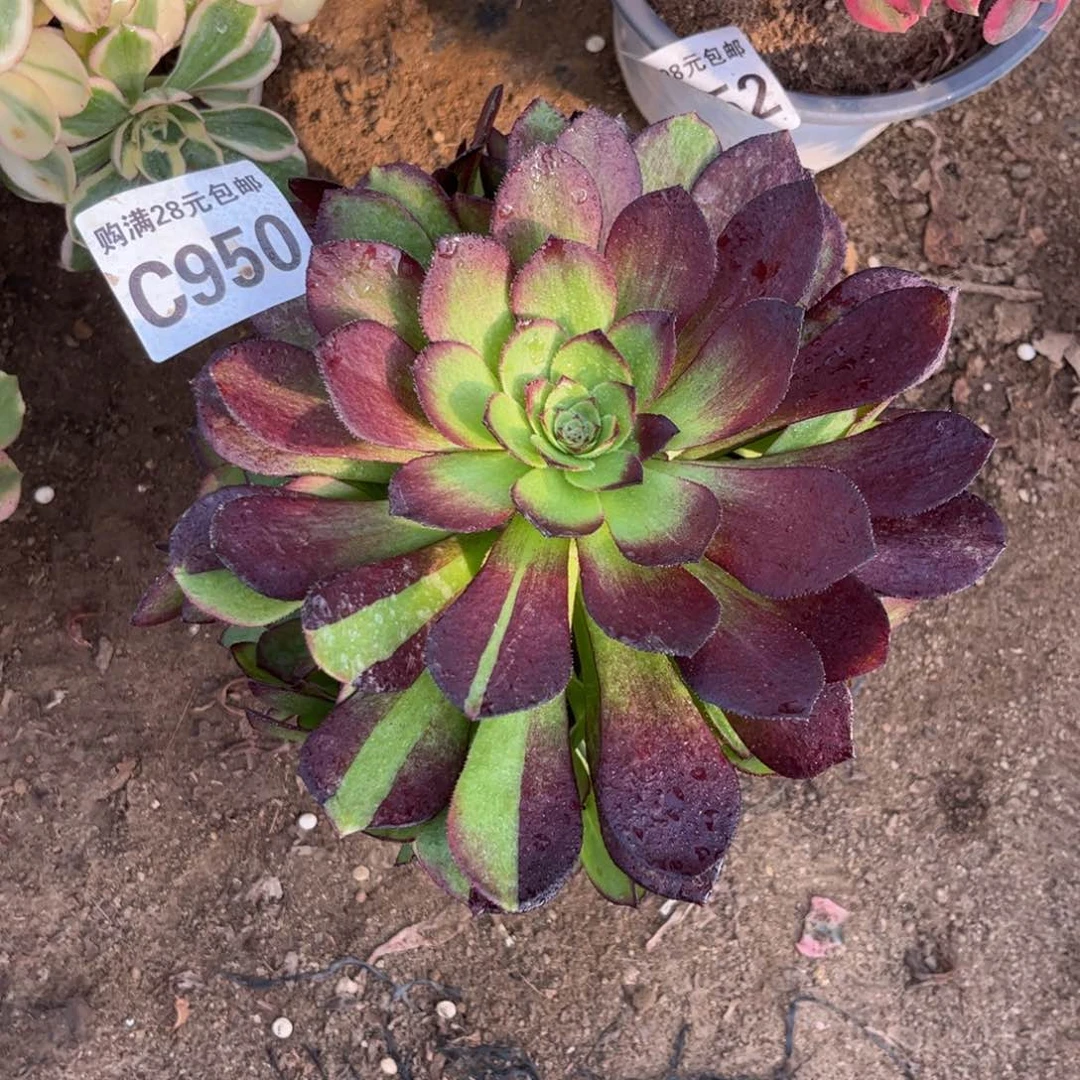 950多肉植物黑寡妇