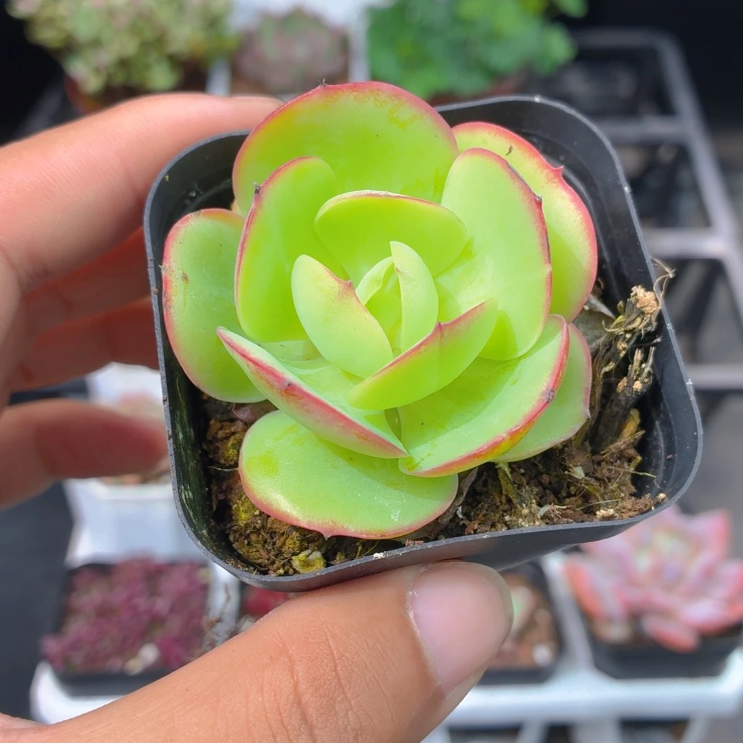 碧桃多肉9.9包邮发货