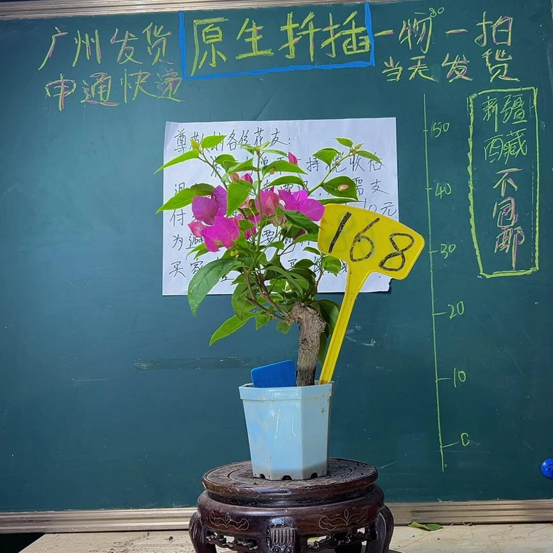 当前无花栽培后可以开花 漳红樱 大宝 168