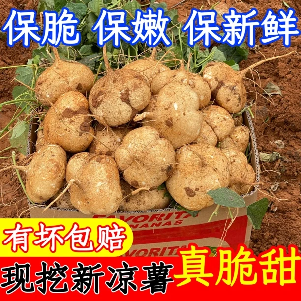 【贵州品种】农佳蔬果定向链接/脆嫩鲜甜/脆甜可口