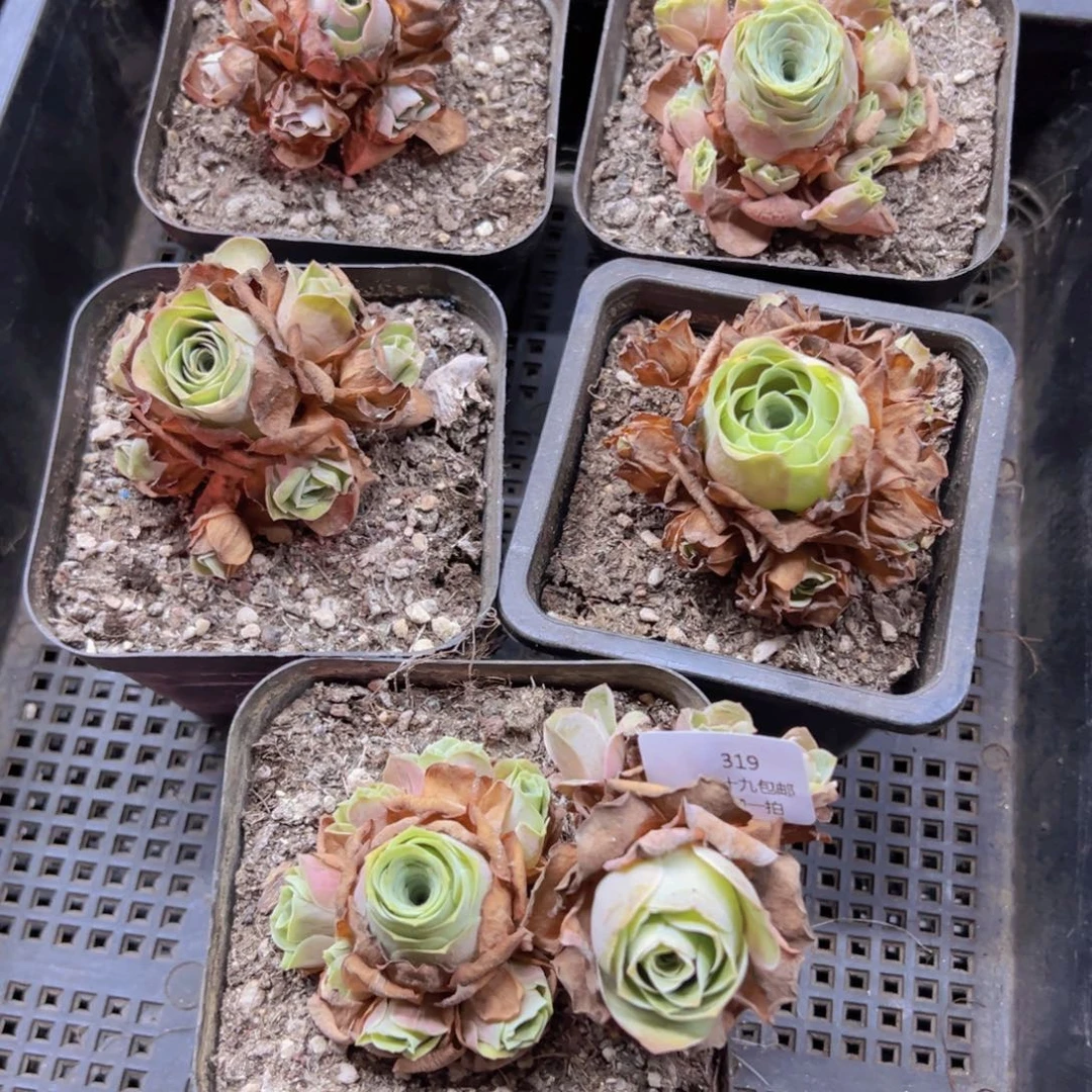 319 侧牙掉了不包损无售后