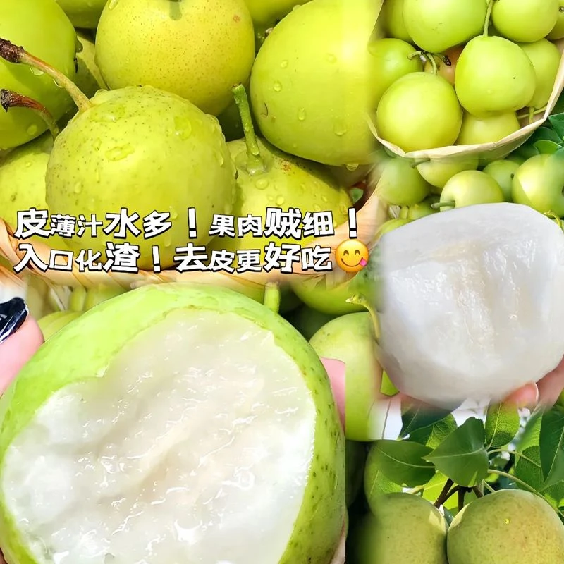 【砀山酥梨】正宗砀山青皮梨翠冠梨皇冠梨贡梨雪花酥梨冰糖雪梨脆甜
