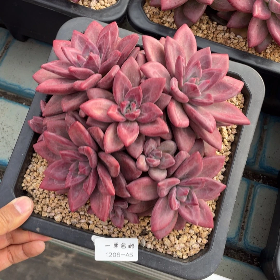 1206-45-赫菲斯托。。，，。，，，