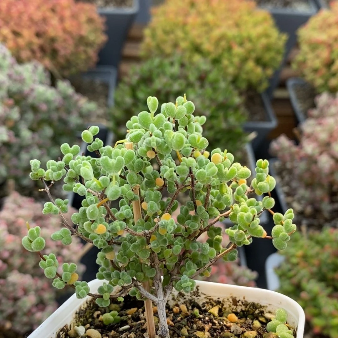 岁**年枝干实生莱斯6224枝干番杏