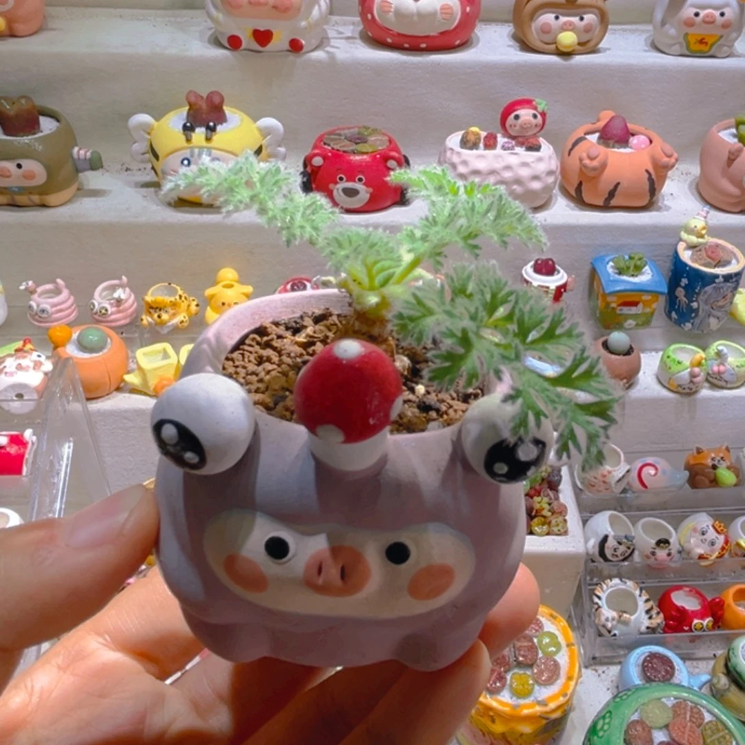 008羽叶洋葵带盆土一套48