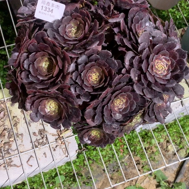1334黑萝莉多肉植物