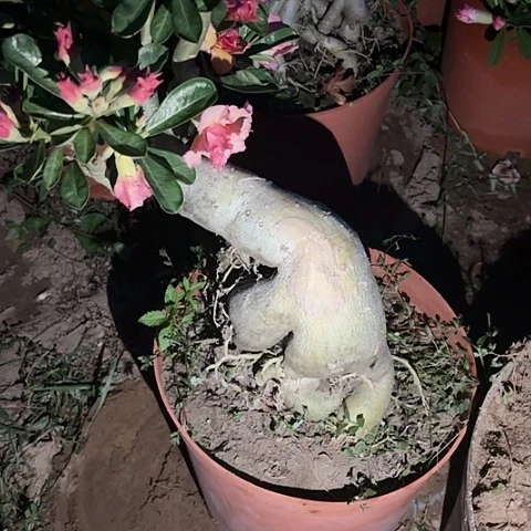 沙漠玫瑰之花盛开