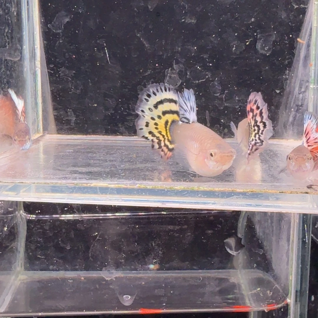 孔雀鱼越系黄豹2对