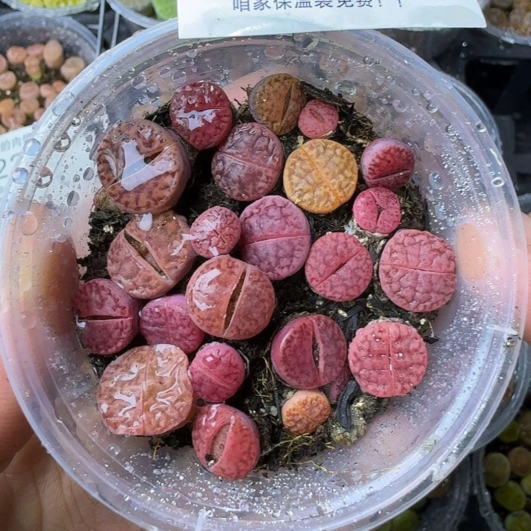 2207紫哲榴两年哈哈