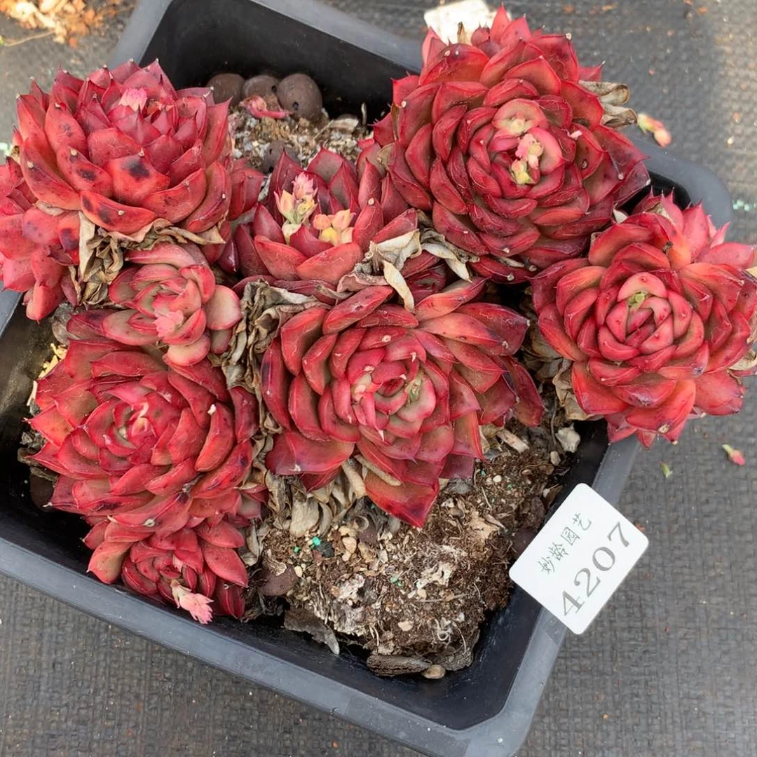 4207杂交精品基地 18厘米