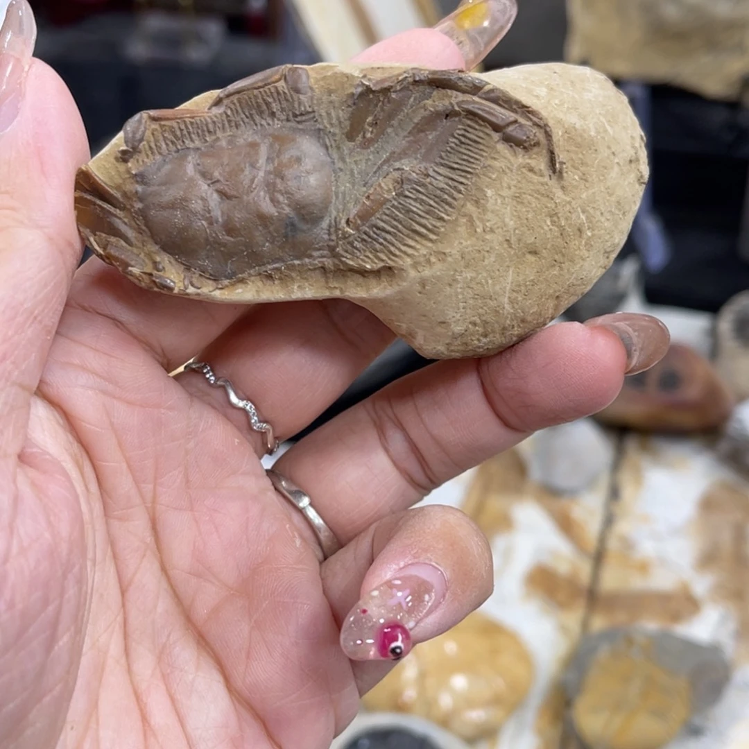 辽西古生物研究的