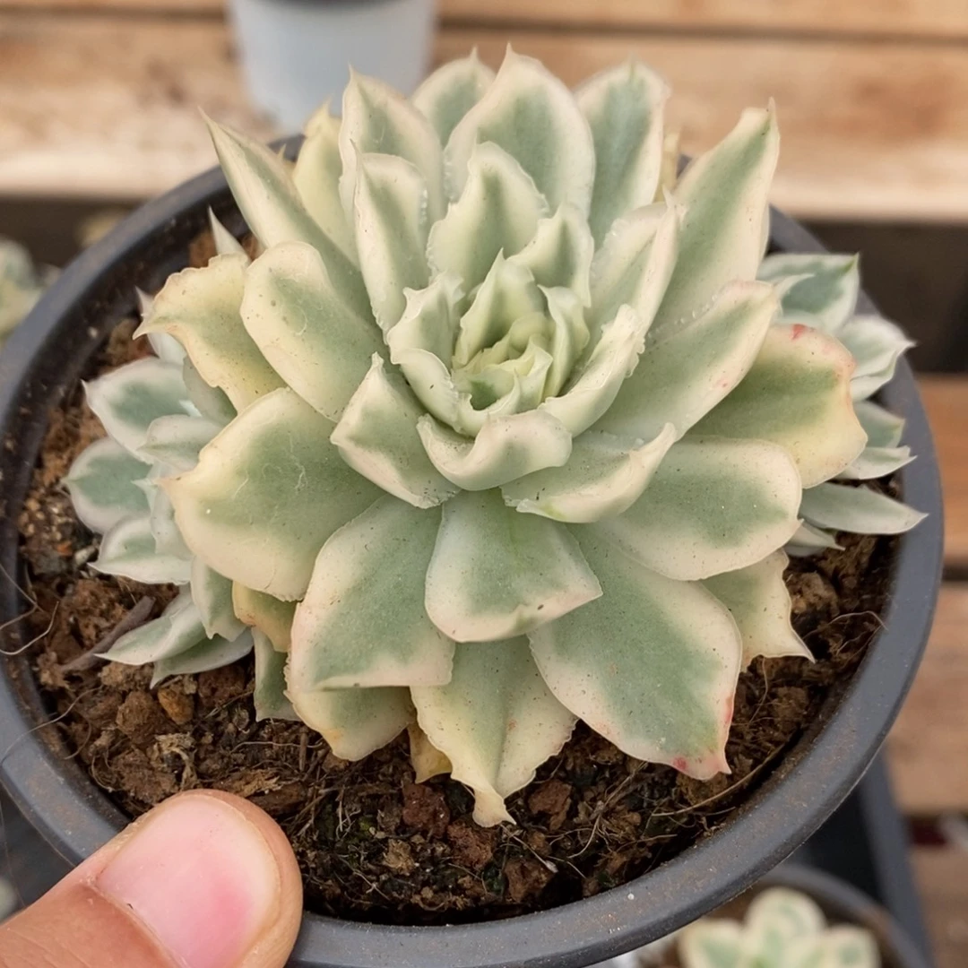 紫蝴蝶多肉植物9121