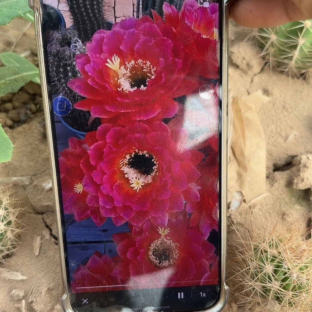 毛花春春有根五六公分