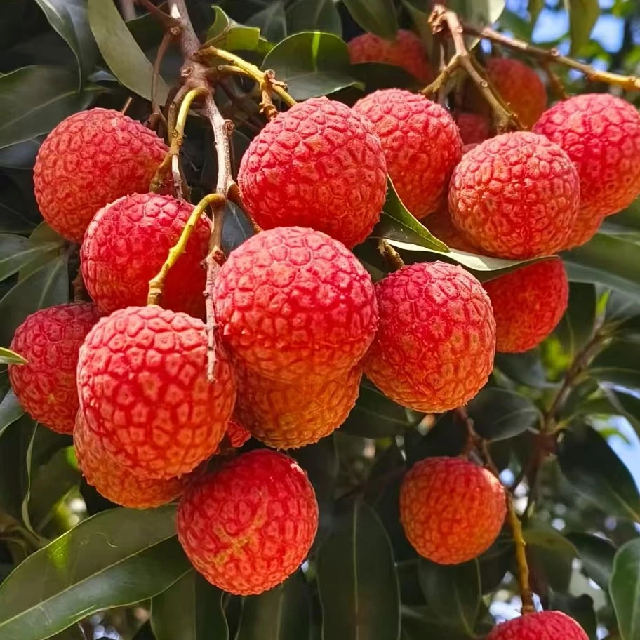 全爸农产品广东茂名白糖罂荔枝新鲜水果老树果5斤装 京东顺丰冷链