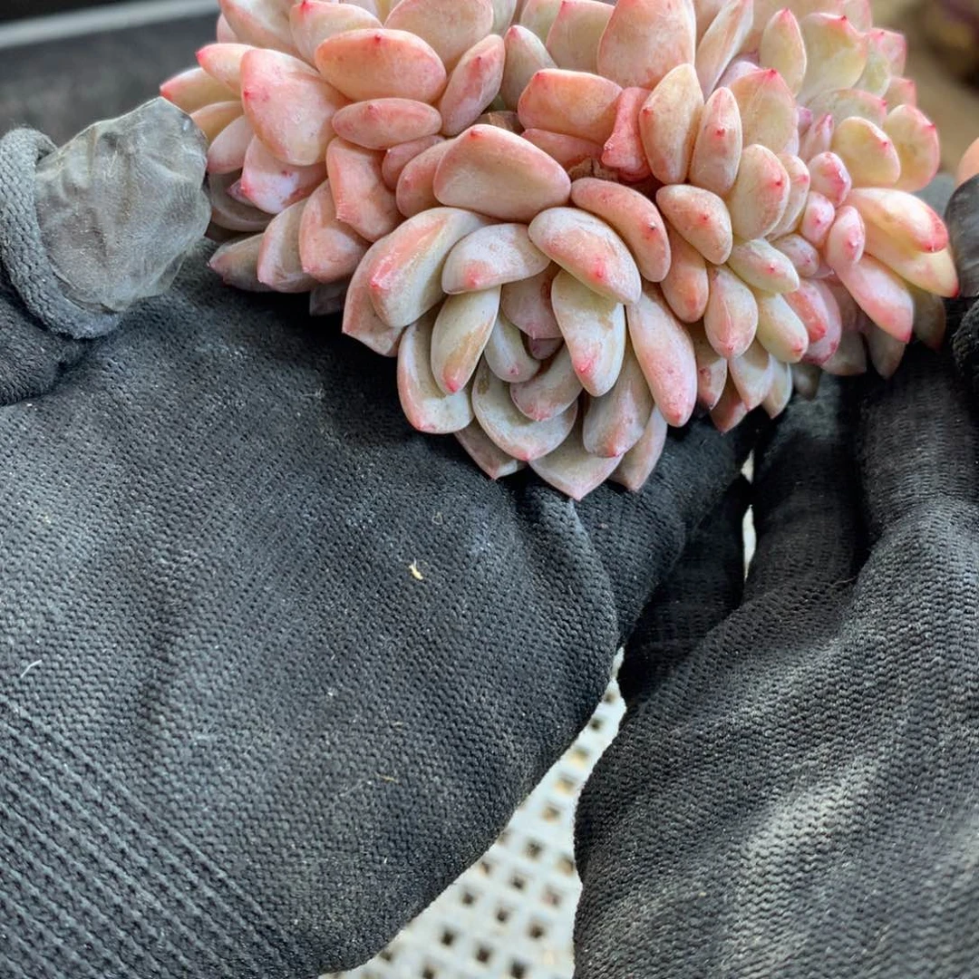 A642售后范围：签收起7天内，录开箱视频