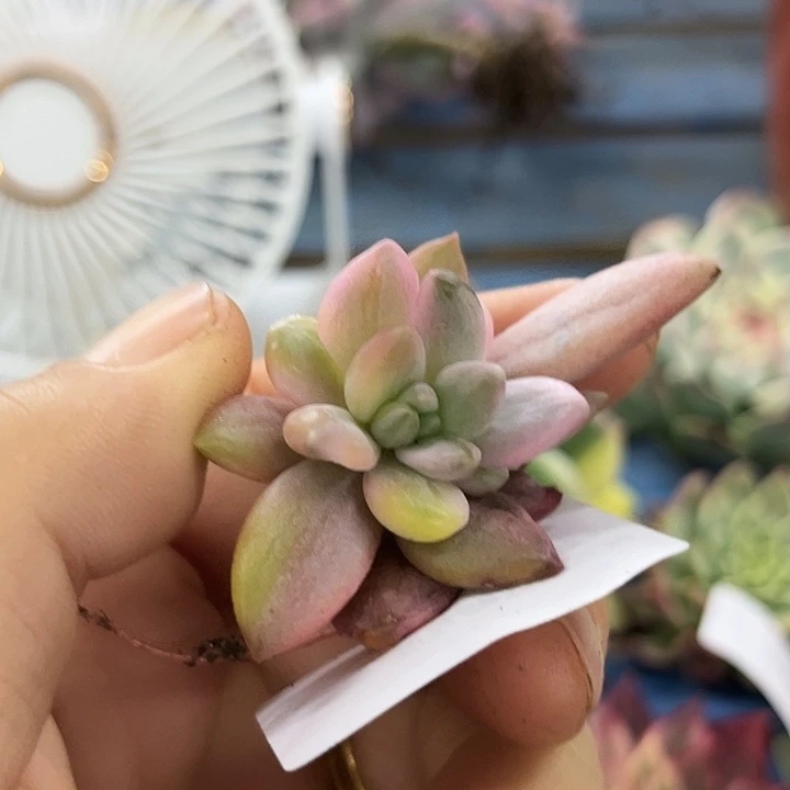 1869红蜻蜓锦彩锦底座