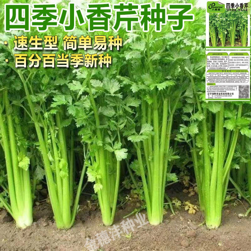 F058四季小香芹种子正宗室内四季花盆栽易种蔬菜种子农家耐热芹菜