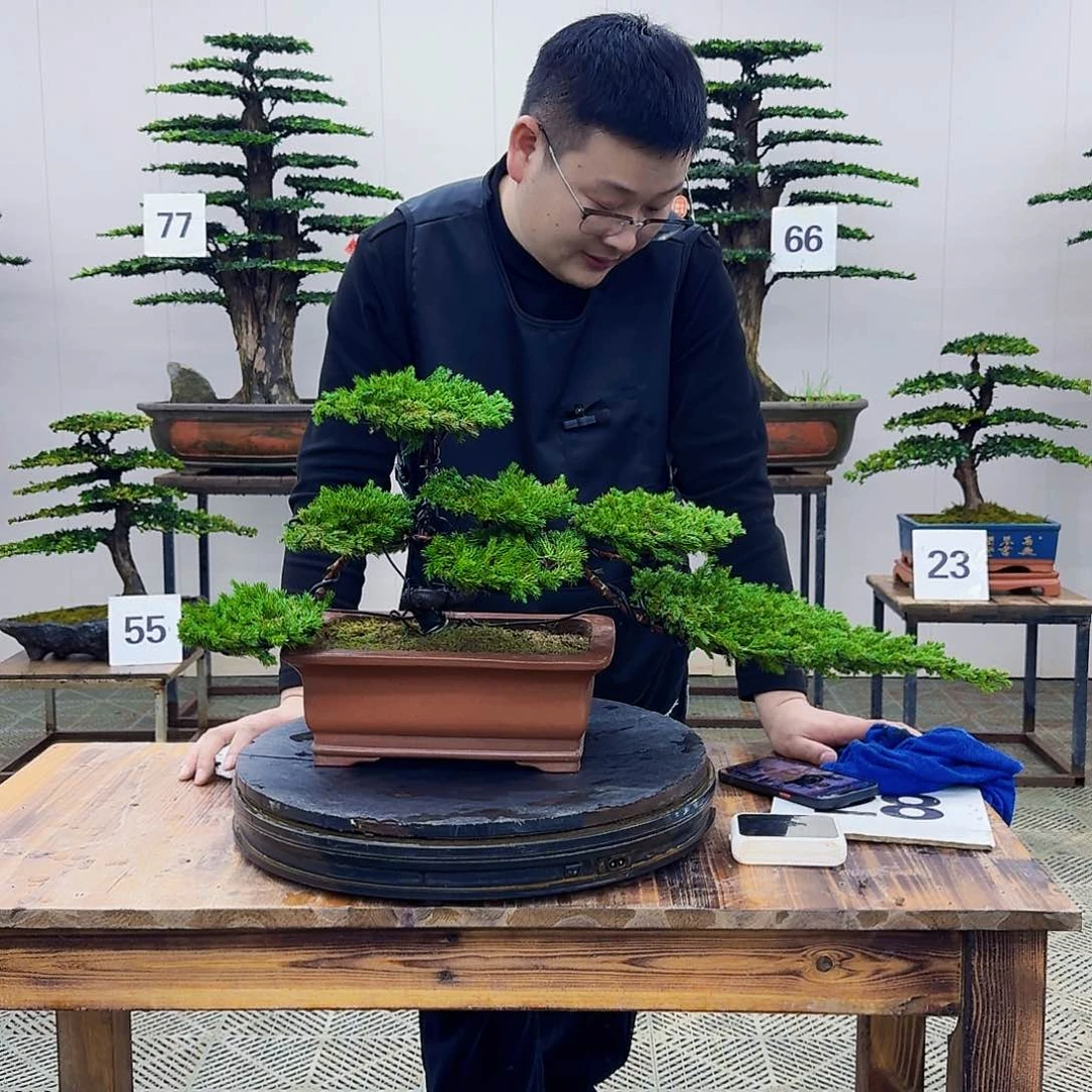 盆景柏树造型盆景