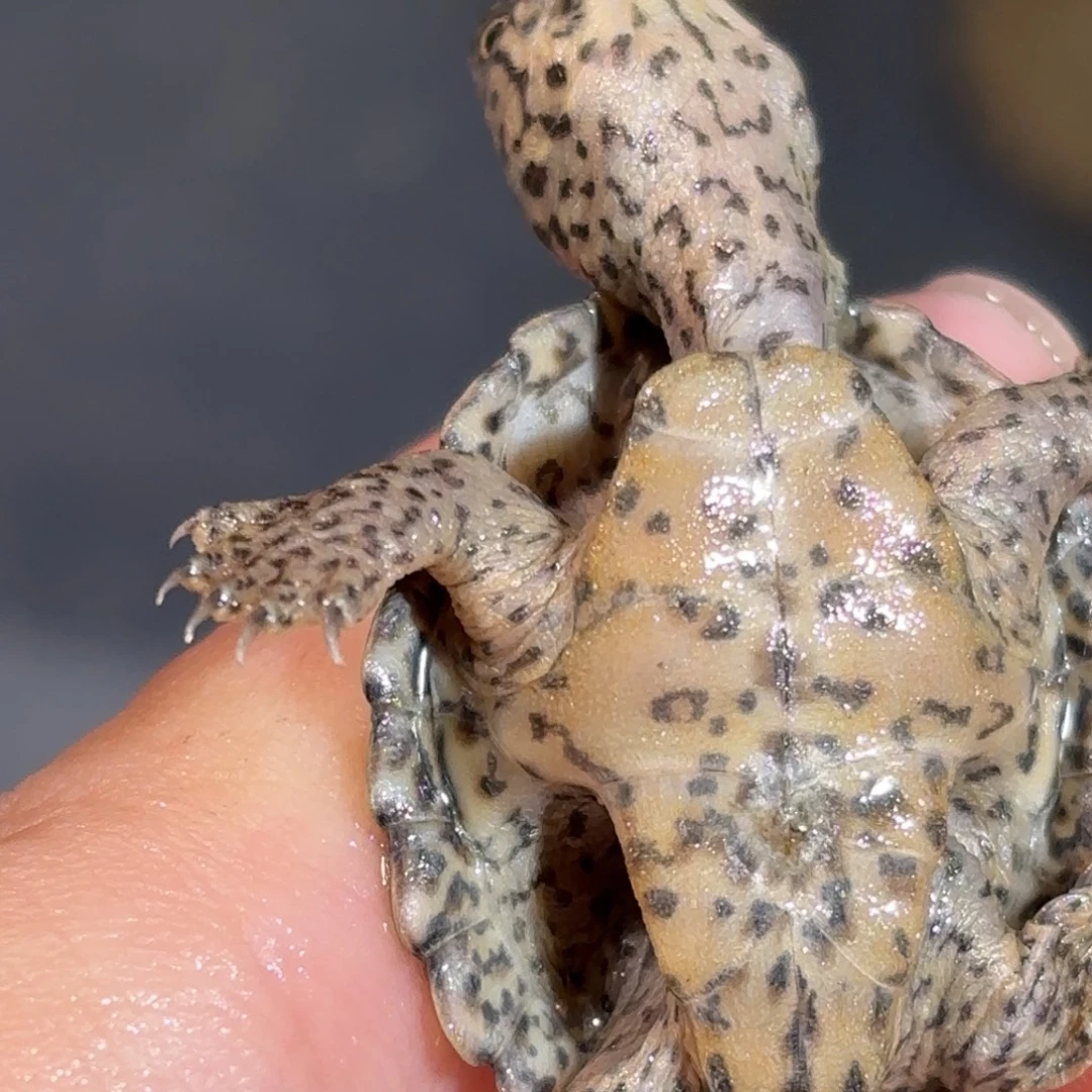 宠物龟不分公母全品粗满文鼎级黑刀