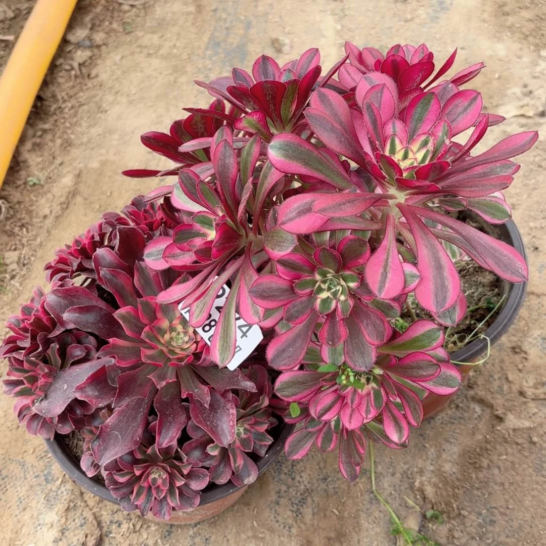 N.     9224两颗多肉