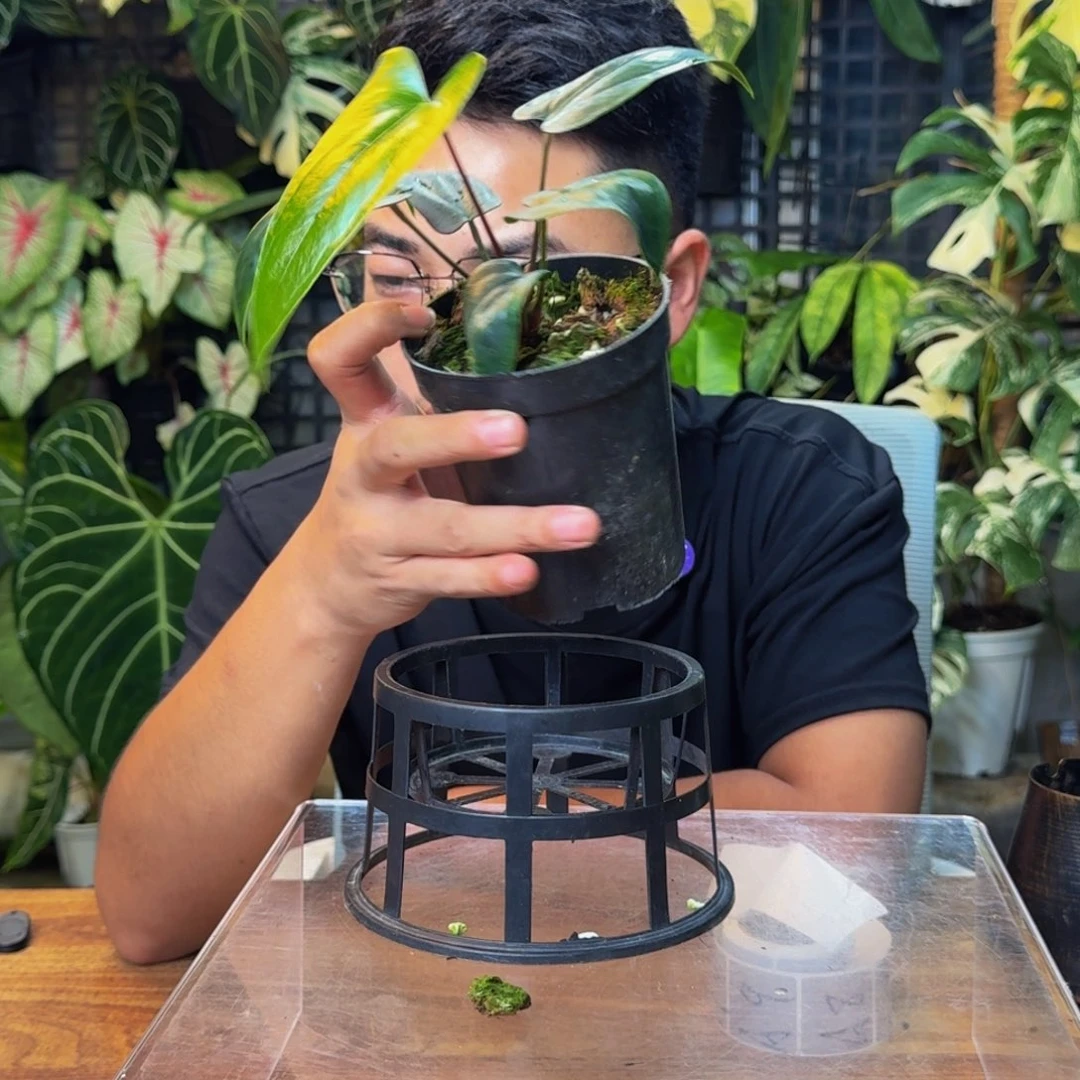广***志无花朵一物一拍A6