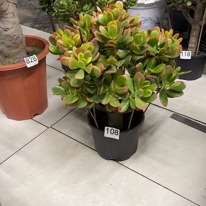 彩玉树花月独杆老桩