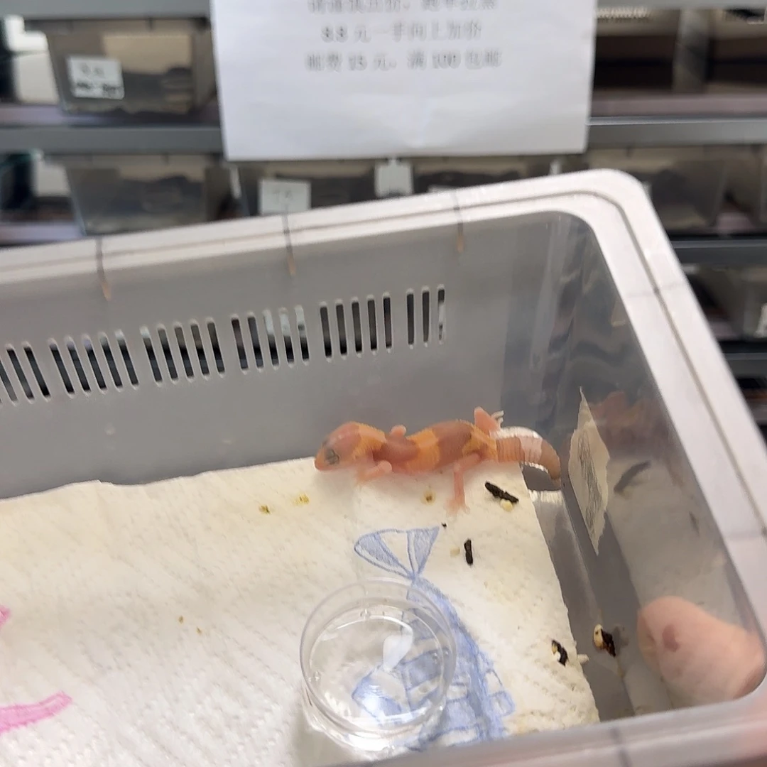 肥尾守宫直线橘白母温