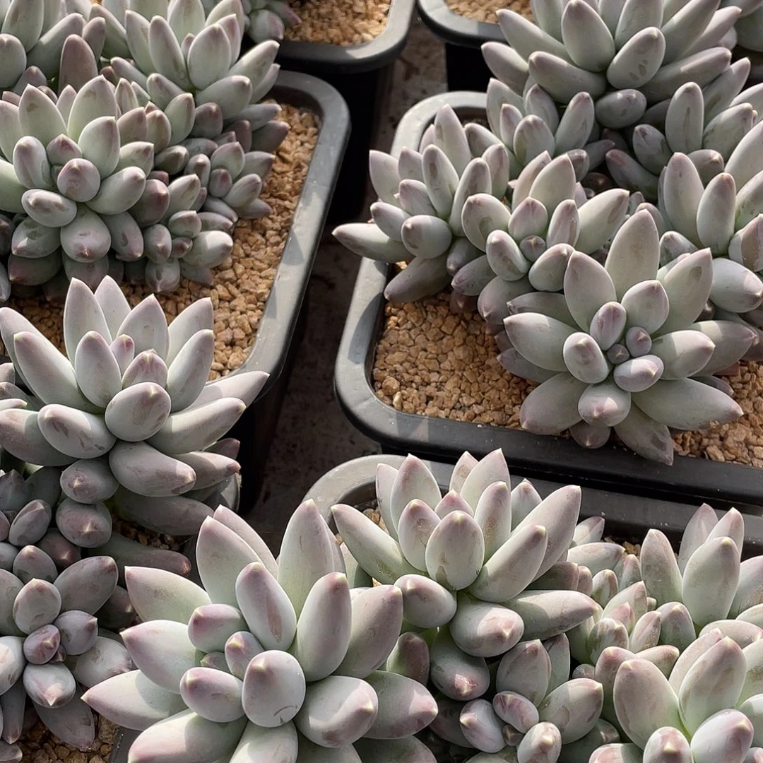 星空美人精控群生18厘米可挑