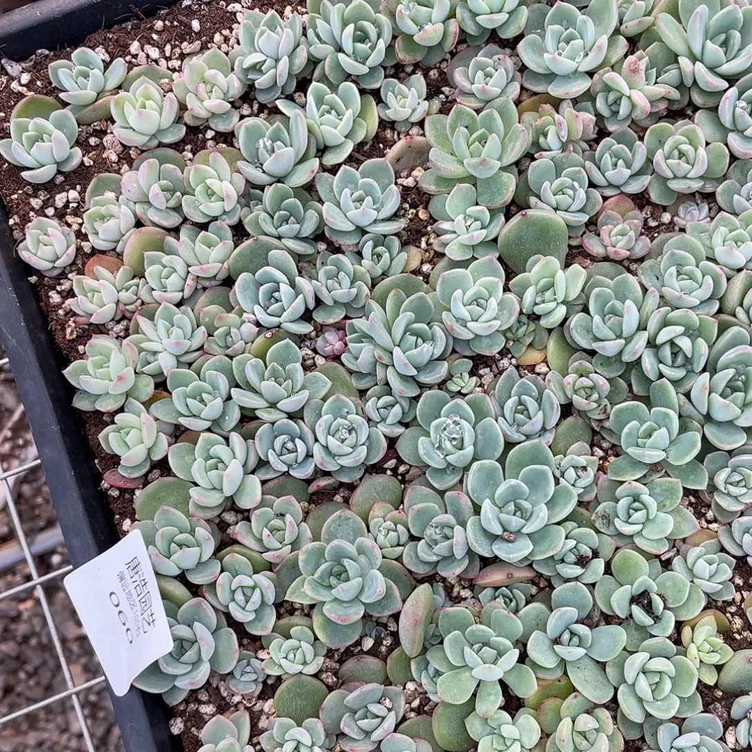 败*LC珍妮混一物一拍060