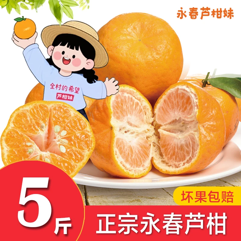 芦柑妹 老树芦柑正宗永春芦柑新鲜现摘橘子柑桔原产地发货