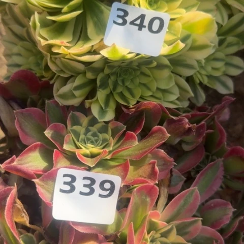 法师雨花石金丝2颗18-22