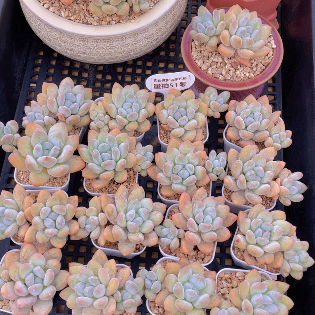 量拍51号 奶油粉香水双头5个