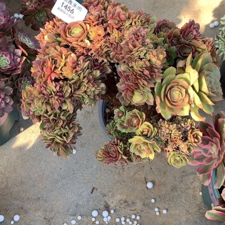 1456万缀多肉植物