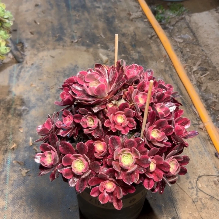 美杜莎多肉多肉多肉33