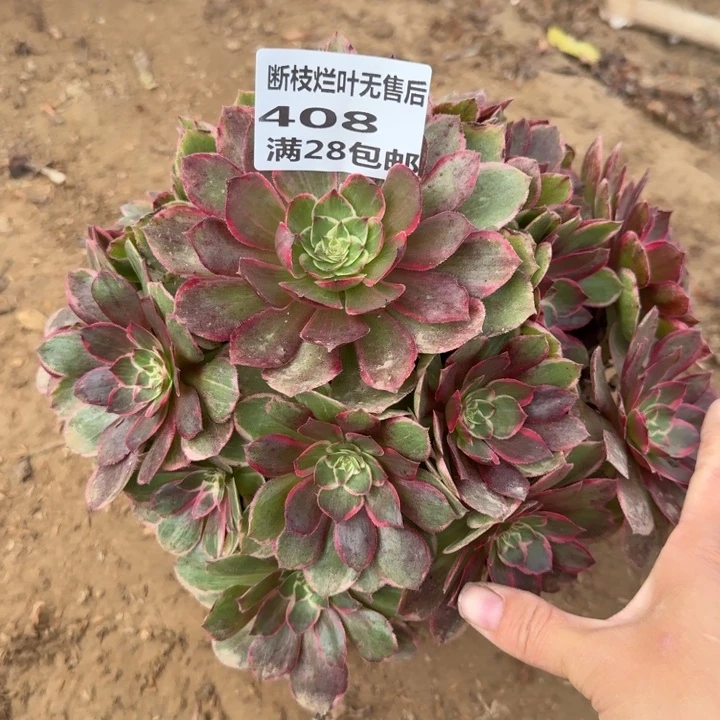 408二号棚莲花座C