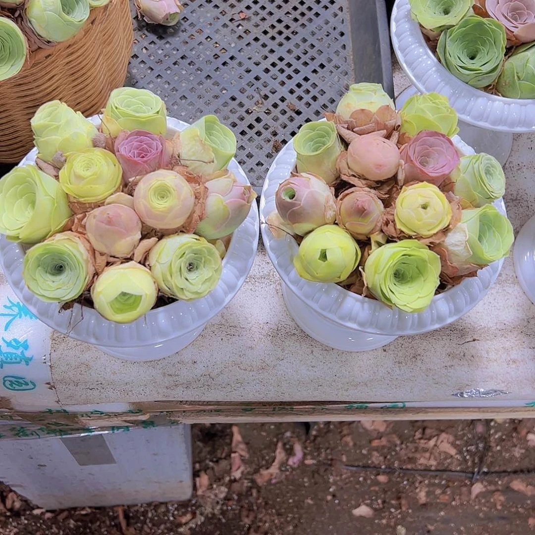 820玫瑰12个高货品种坐好发货