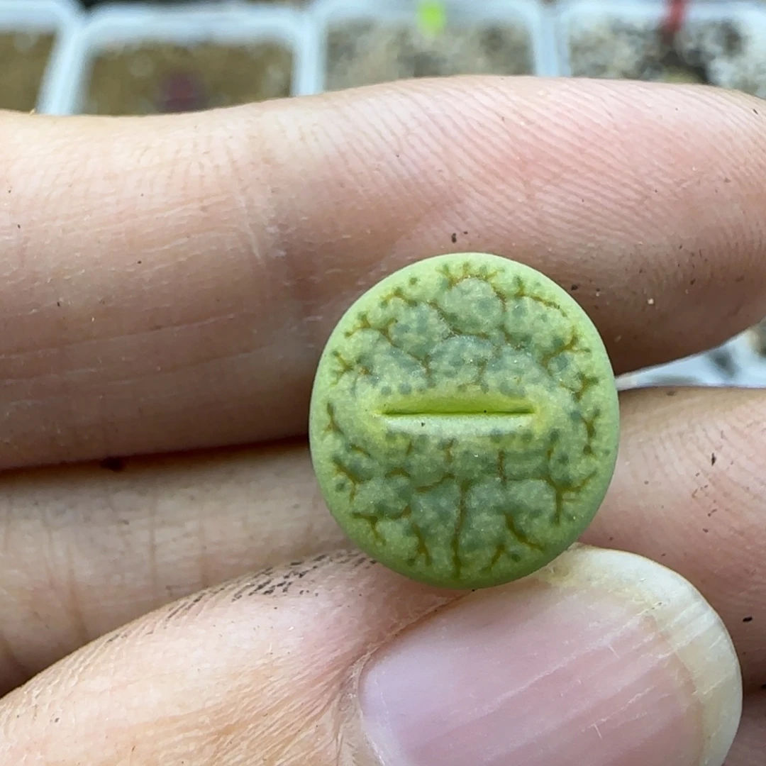 117清框福利30包邮