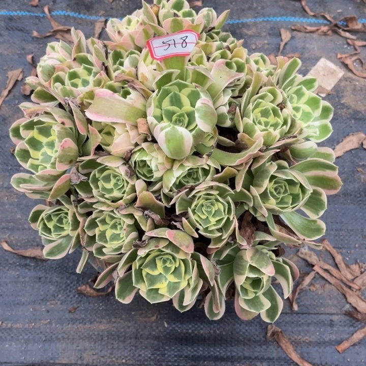 518女郎多肉植物法师