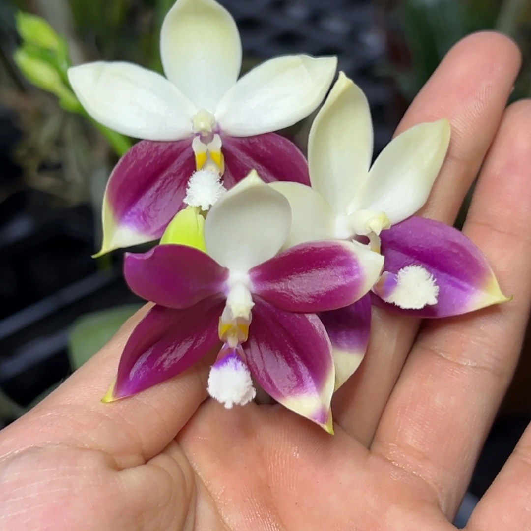 完全开放l123八寸柳林3501