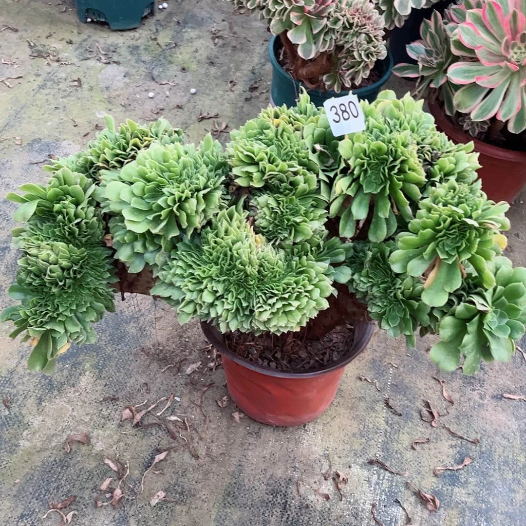 伊**装多肉植物缀380