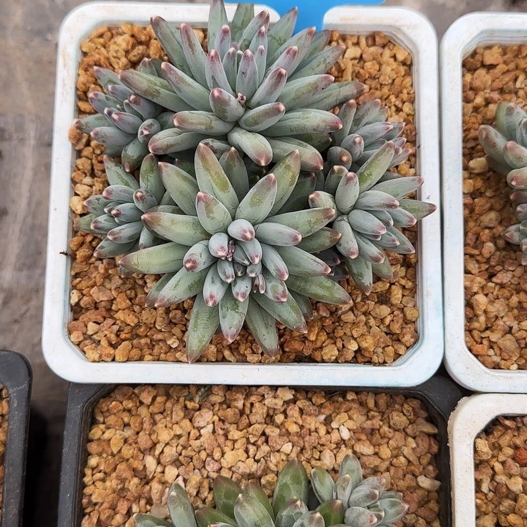 小小弟精品多肉伊卡