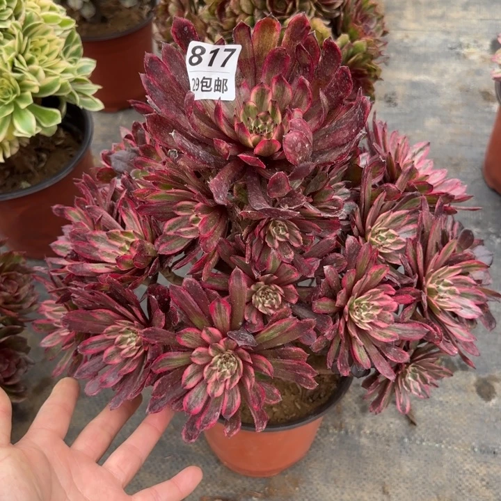 紫霞……多肉植物……