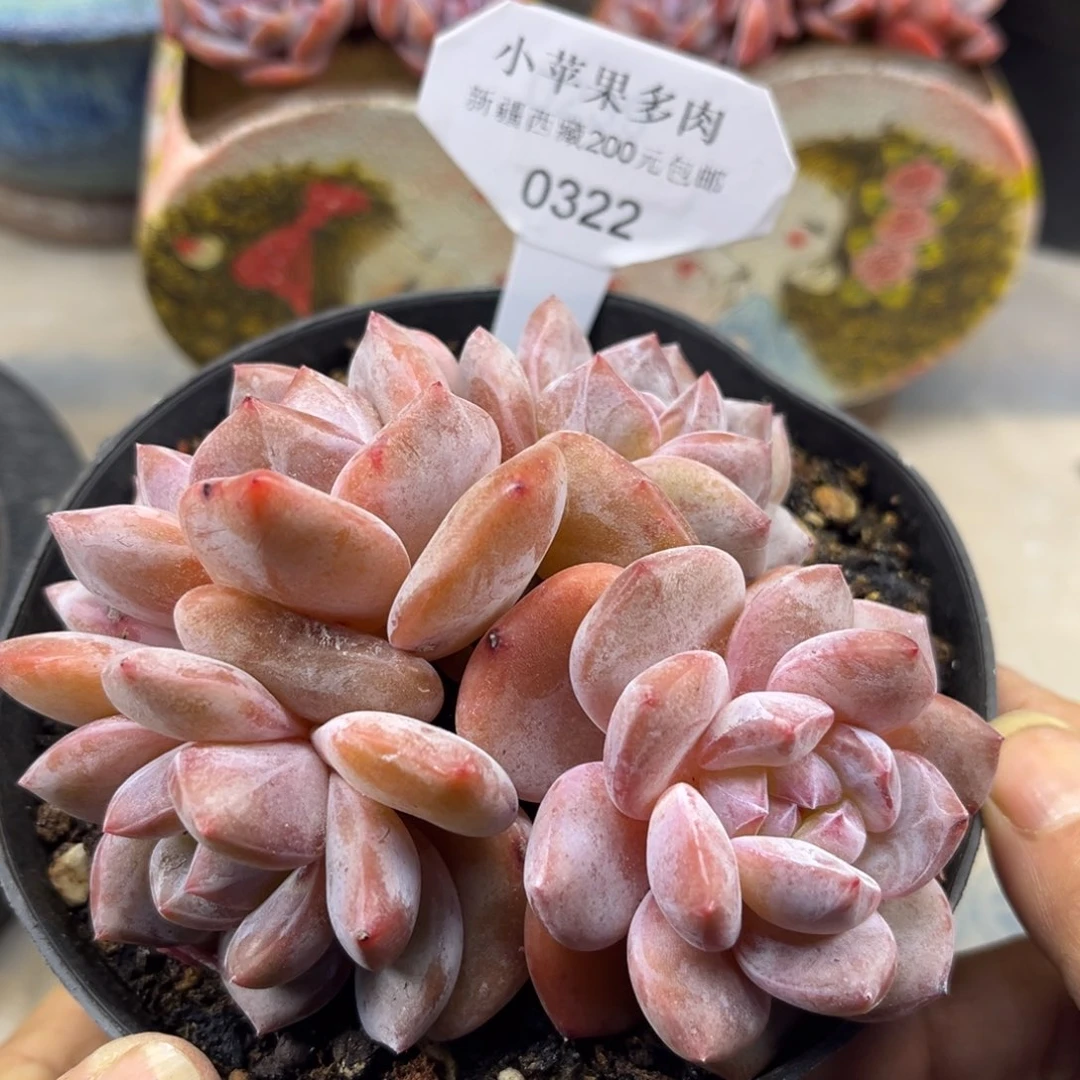粉底紫心322/11cm4头